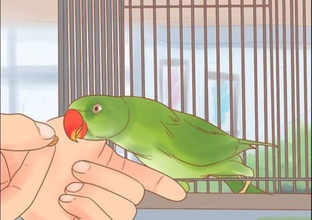 Phát hiện vợ ngoại tình nhờ nuôi vẹt