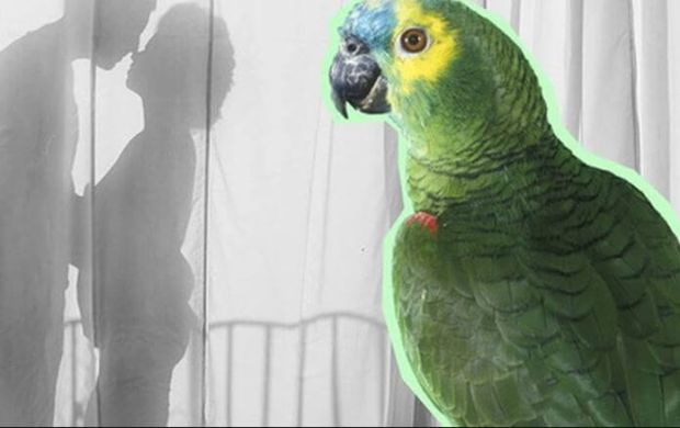 Âm thanh lạ từ vẹt tiết lộ bí mật động trời