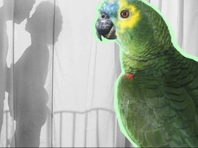 Phát hiện vợ ngoại tình nhờ nuôi vẹt, chồng đau đớn như muốn gục ngã